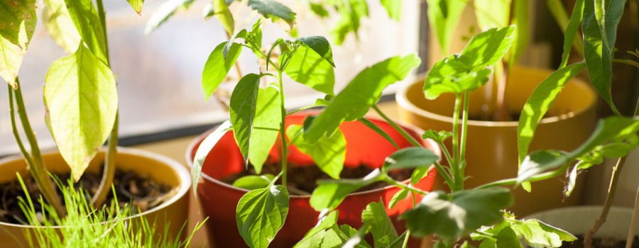 Merits of Indoor Gardening (Part 2 of 3)