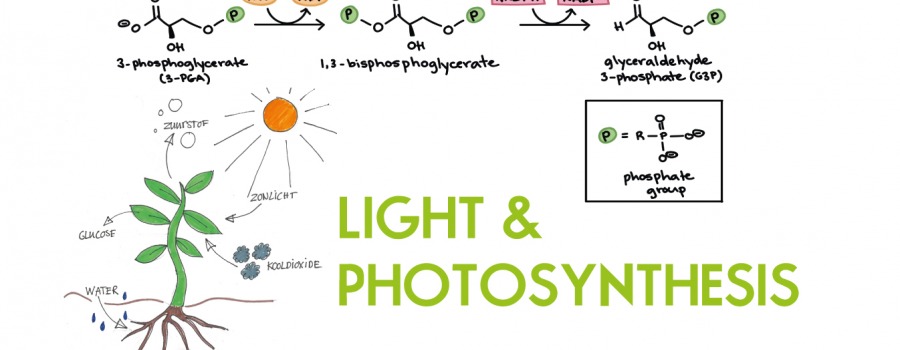 The (Important) Role of Green Light in Photosynthesis